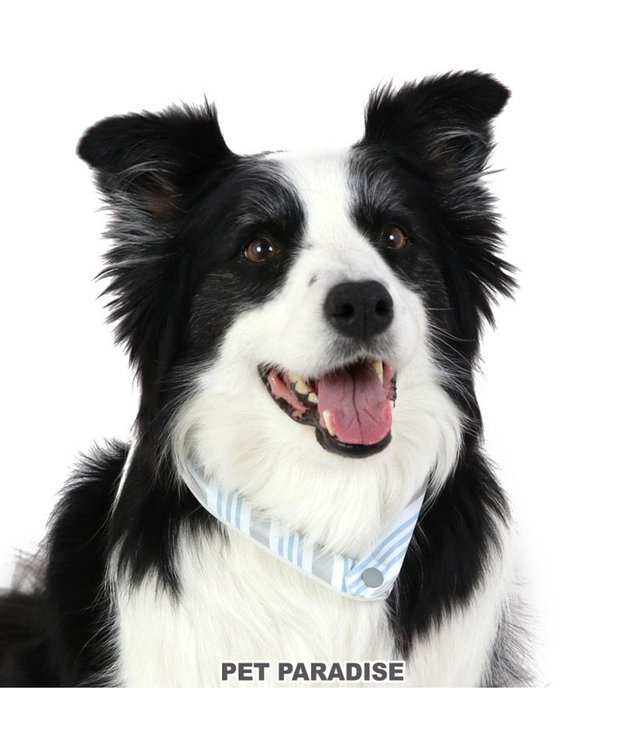 PET PARADISE クールリング 犬 クールネック ひんやり 28℃クールリング 【M】 リフレクター 水色 ベージュ 反射材付き 水色 M