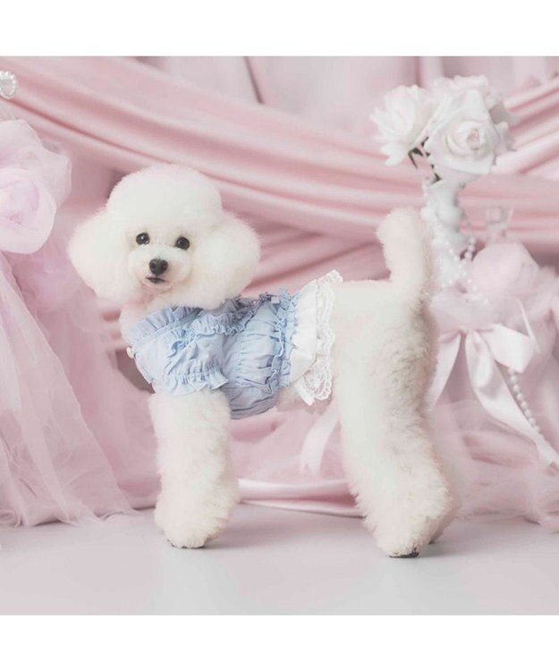 PET PARADISE cherircouture フリルシャツ 《ライトブルー》 小型犬 ライトブルー