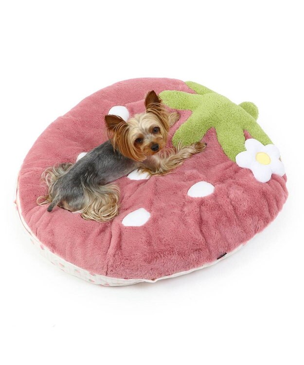ネット店限定 くすみ苺 クッション (70×71cm) 小型犬 / PET
