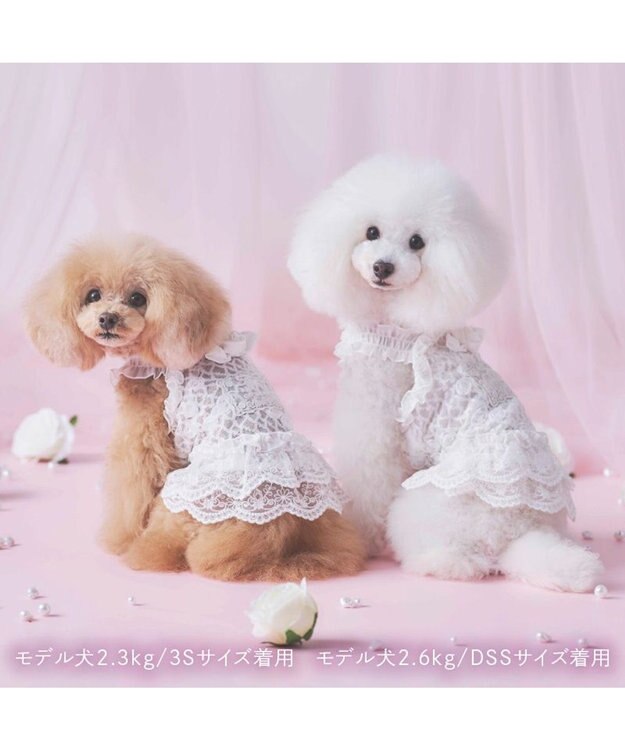 PET PARADISE cherircouture 総レース キャミソール 小型犬 ホワイト