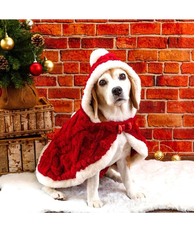 PET PARADISE ペットパラダイス サンタ ポンチョ 2025 中型犬 大型犬 レッド