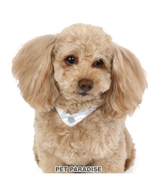 PET PARADISE ペットパラダイス 28℃ クールリング 【ＳＳ】 《 水色 / ベージュ》 ベージュ ＳＳ