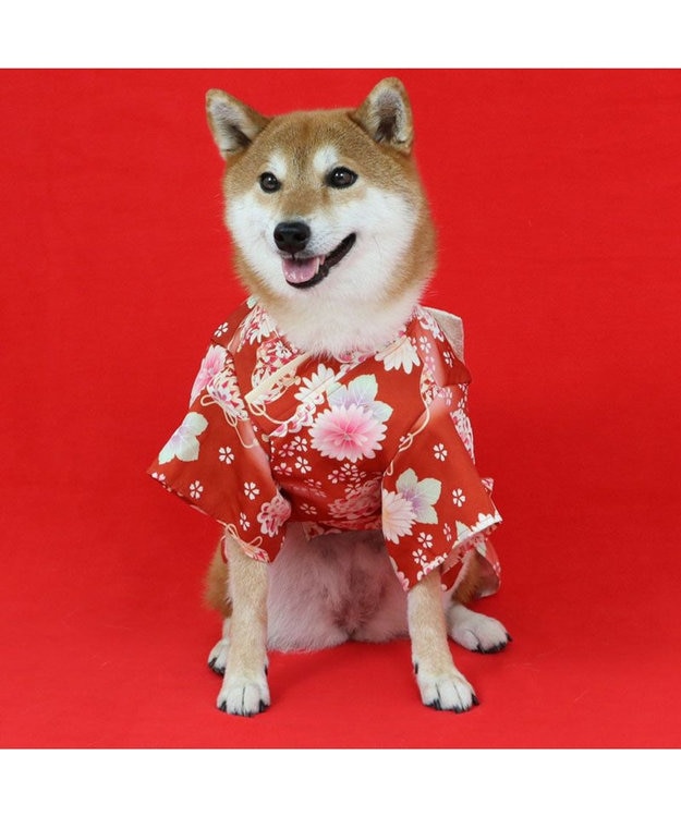 犬用着物 花柄 帯付きpetittiara Amazon | ペットパラダイス 犬 服 夏 浴衣 菊柄 小型犬 赤 花柄