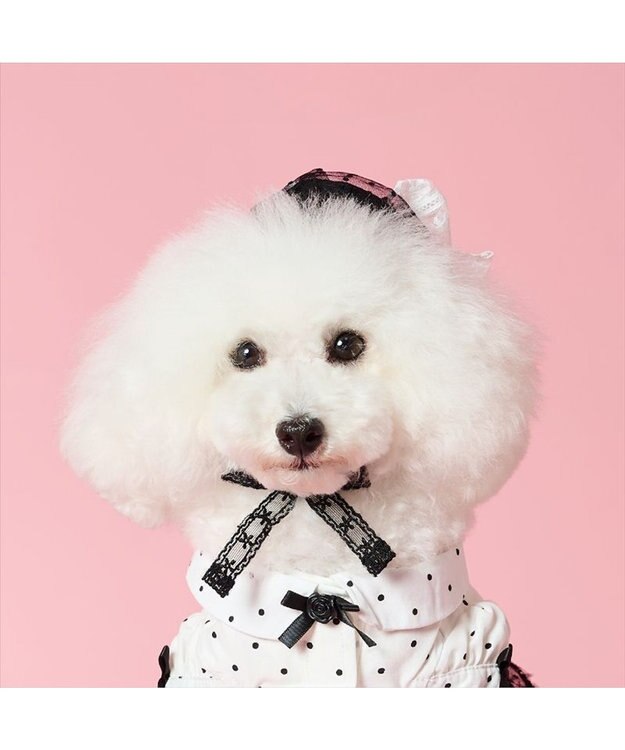 PET PARADISE cherircouture ベレー帽 ４Ｓ～３Ｓ / ＳＳ～Ｓ ブラック