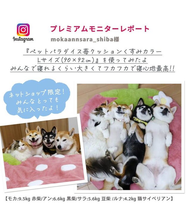 ネット店限定 くすみ苺 クッション (90×92cm) 小型犬 / PET