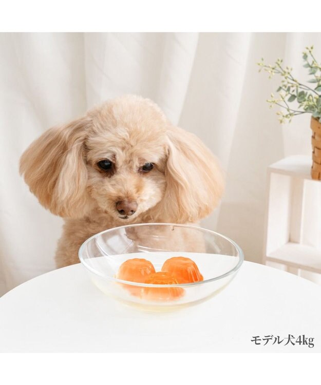 PET PARADISE 5種の野菜＆フルーツゼリー 8個入り 0