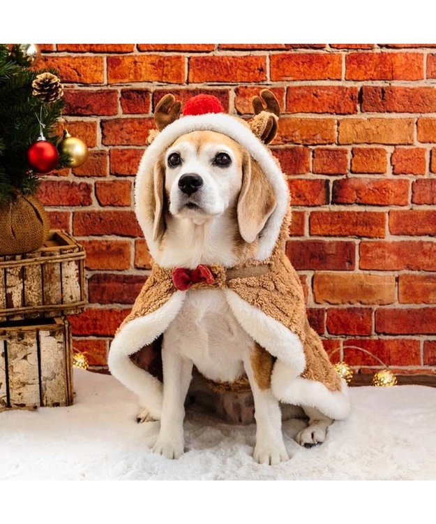 PET PARADISE ペットパラダイス トナカイ ポンチョ 2025 中型犬 大型犬 ライトブラウン