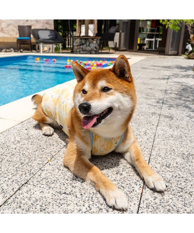 PET PARADISE ペットパラダイス タッチワンクールプラス キャミソール 《あひる》 中型犬 ライトイエロー