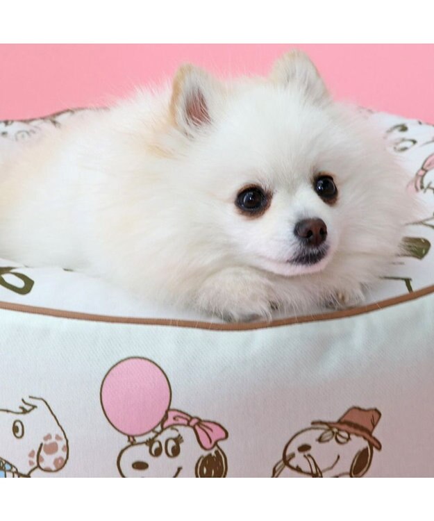 PET PARADISE 【限定250個】スヌーピー 限定 バースデー クッション 白~オフホワイト