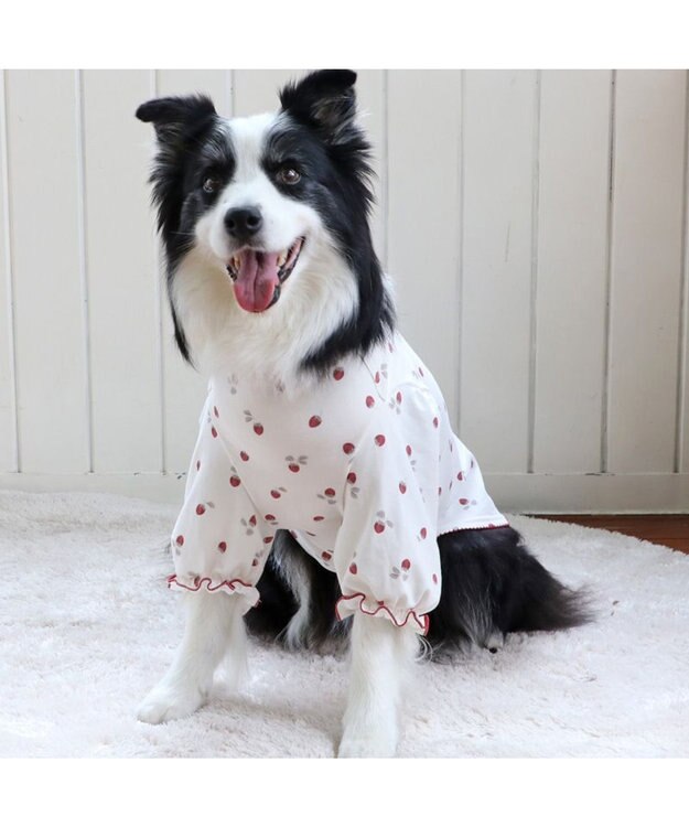 PET PARADISE ペットパラダイス ペティヒート Tシャツ 《苺柄》 中型犬 大型犬 苺柄