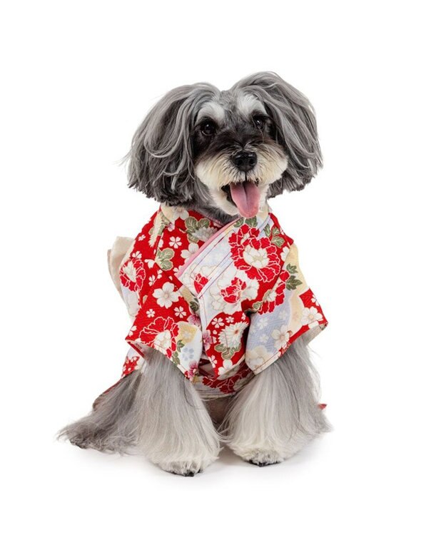 PET PARADISE ペットパラダイス 菊 牡丹 着物 小型犬 レッド