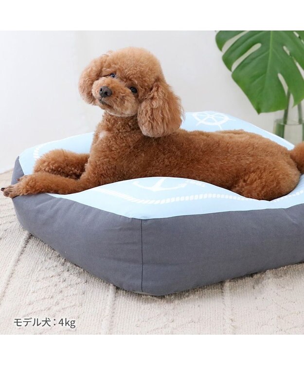 PET PARADISE ペットパラダイス  もちもち クールクッション 青