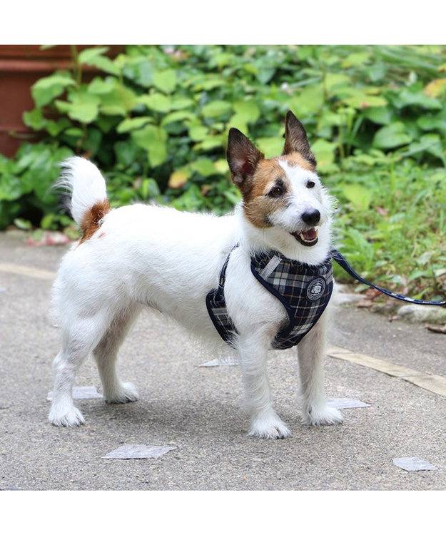 PET PARADISE J.PRESS ビエラチェック ハーネス リード【ＳＳ】小型犬 マルチカラー