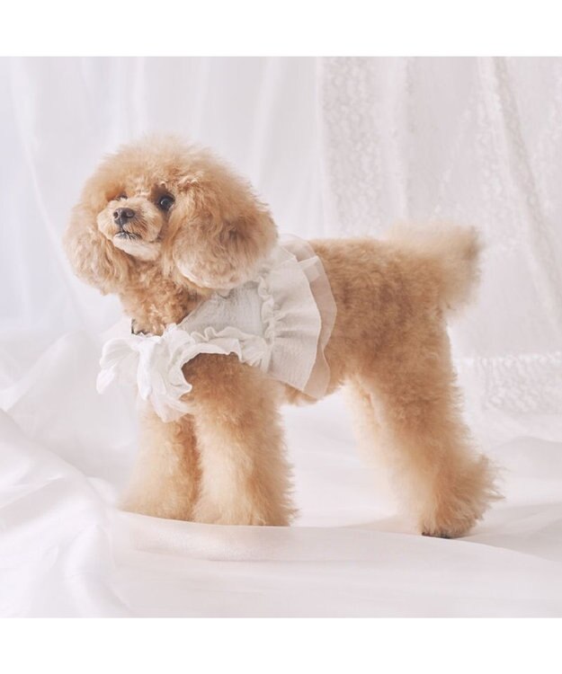 PET PARADISE cherircouture フリフリハーネス 《ホワイト》 小型犬 Ｓ ホワイト