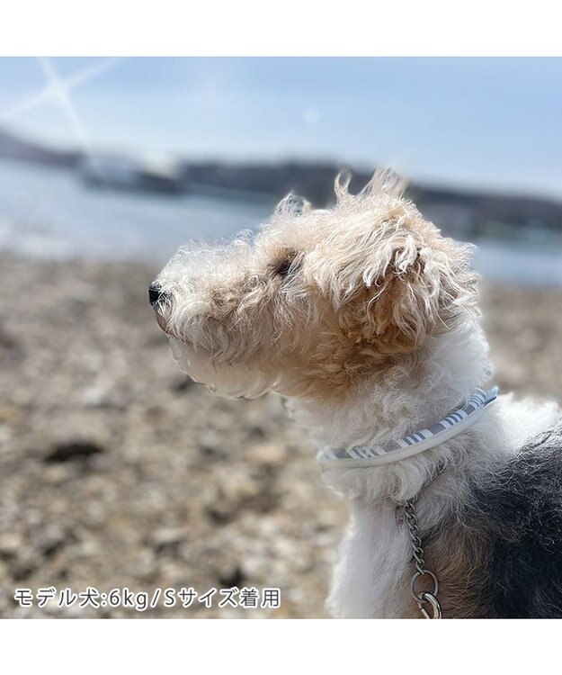 PET PARADISE クールリング 犬 クールネック ひんやり 28℃クールリング 【３Ｓ】 リフレクター 水色 ベージュ  反射材付き 水色 ３Ｓ