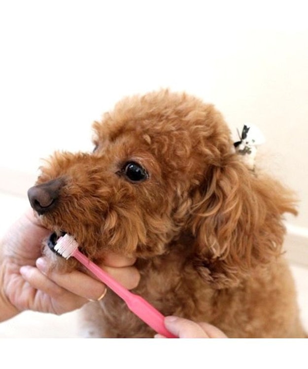 PET PARADISE 歯ブラシ デンタル ブラシ(クリアピンク)  国産 全犬種対応 ピンク