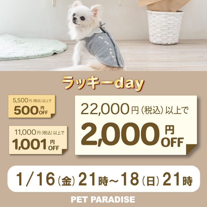 ☆ラッキーday  最大2,000円OFF☆
